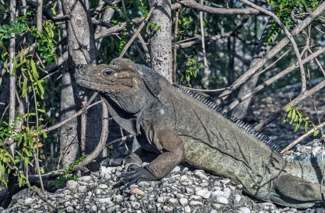 Parque Nacional Isla Cabritos 1